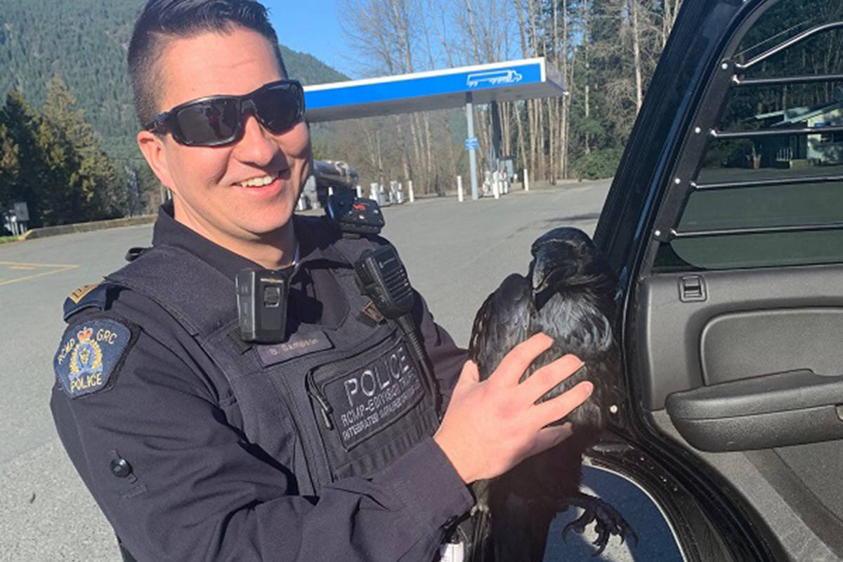 RCMP rescue wounded raven on Vancouver Island highway