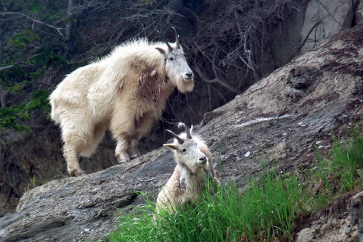One of many proposed proposed changes to B.C.’s hunting regulations are extended seasons on mountain goats in parts of Region 3 and Region 8. (File photo)                                One of many proposed proposed changes to B.C.’s hunting regulations are extended seasons on mountain goats in parts of Region 3 and Region 8. (File photo)