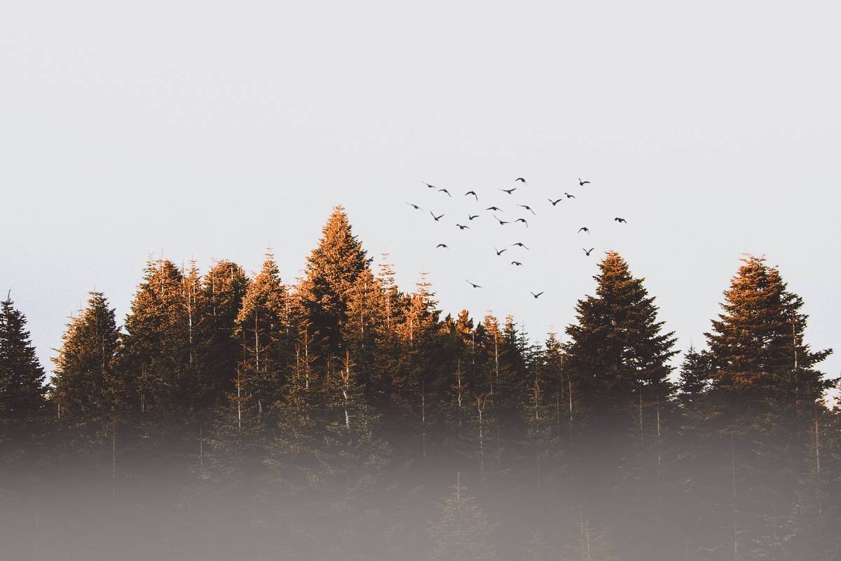 B.C. trio hopes to revolutionize tree planting industry