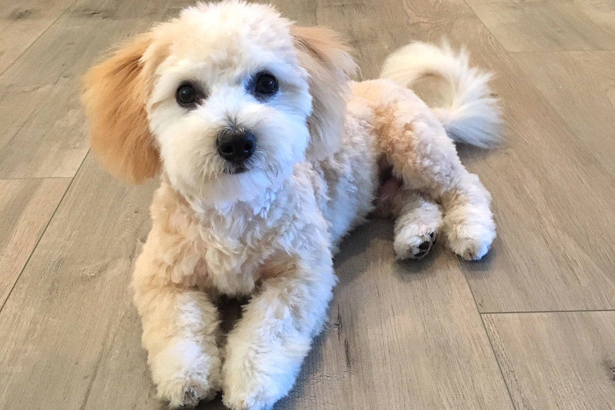 Bertie the wonder dog. (Black Press Media)