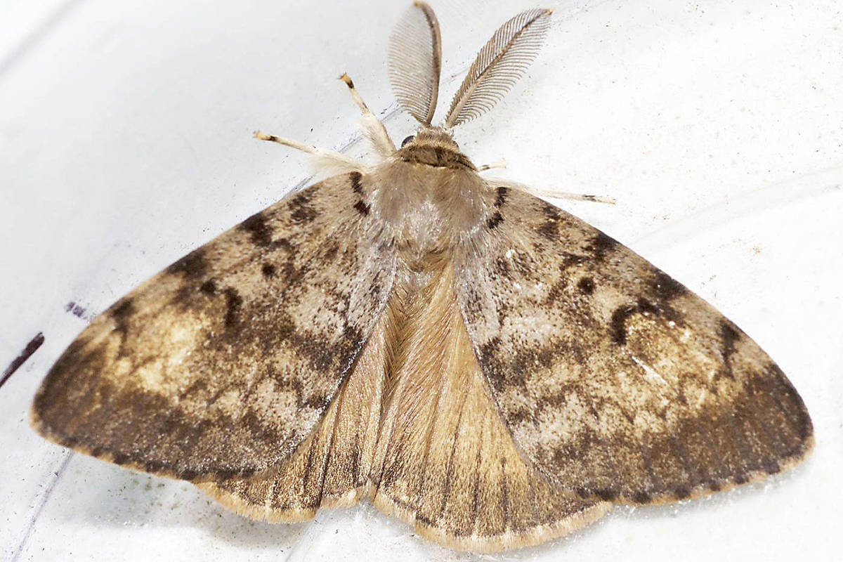 European gypsy moths (note the feather-like antennae) are an invasive species in North America, but the province is attempting to keep them from getting a foothold in B.C. by spraying for the moths in various parts of the province, including Lake Cowichan. (Photo by Marian Goldsmith/Used Under Common License)