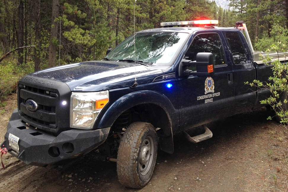 BC Conservation Officer Service is investigating a Facebook posting reporting the alleged killing of black bear cub in the Beaverdell-Carmi region, northeast of Penticton. (File)
