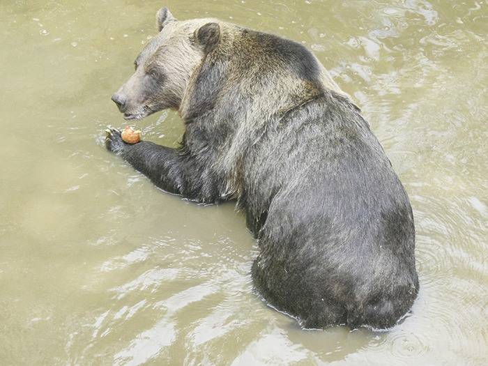 Shadow the grizzly eats an apple inside her enclosure at the Greater Vancouver Zoo. (Black Press file photo)