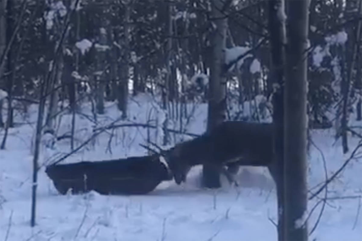 A Williams Lake buck was none too pleased to be tangled up in a toboggan but thanks to the prompt response of Williams Lake’s Conservation Officers, he freed without incident. (Photo submitted)