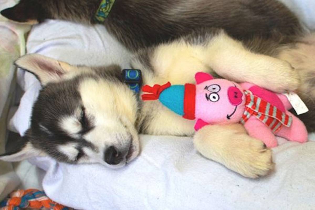 The puppies are named after a northern theme. Image: BC SPCA                                The puppies are named after a northern theme. Image: BC SPCA
