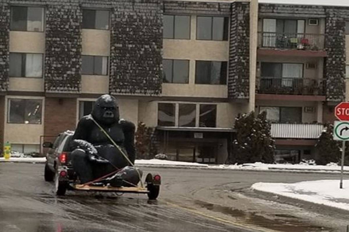This big ole’ ape has been seen joyriding around town after, after allegedly fleeing New York City.