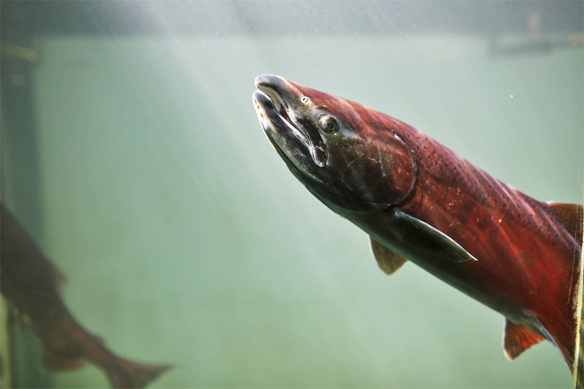 B.C. VIEWS: Finding hope for B.C.’s salmon