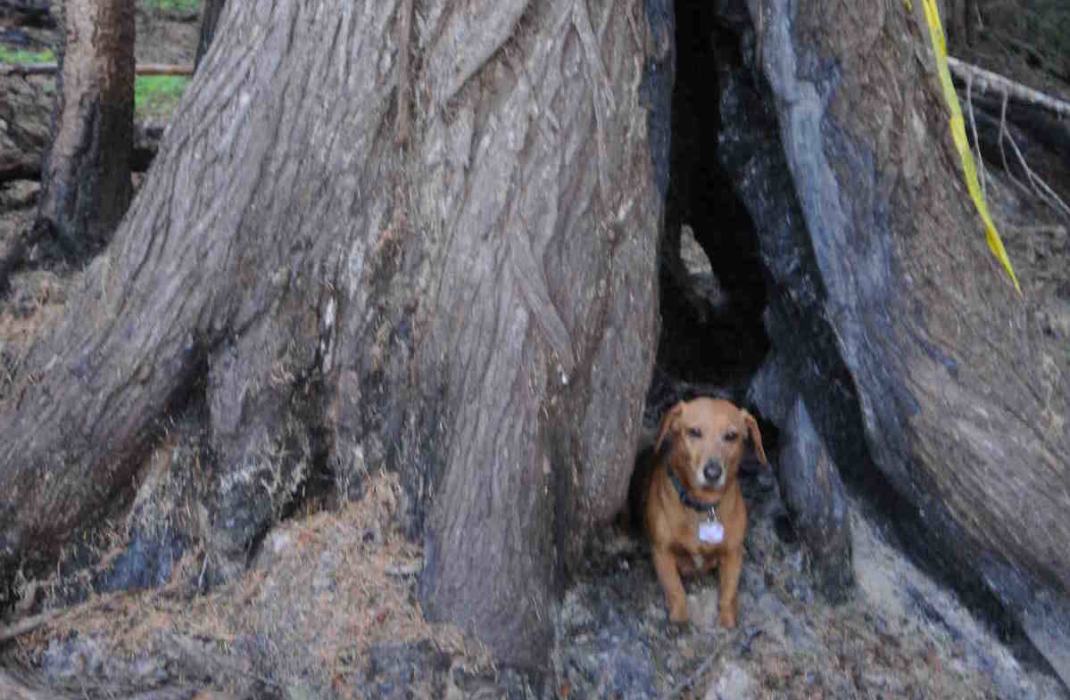 Biologist Wayne McCrory thinks this potential bear den should remain undisturbed. Den trees only exist in old growth and he estimates that 80 per cent of the old growth forest in the Slocan Valley has been logged. Photo submitted