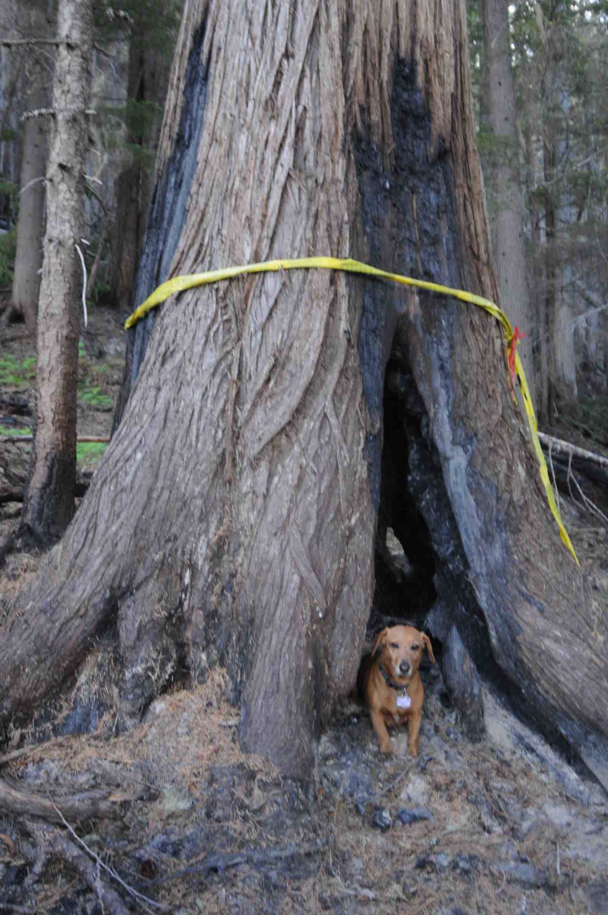 Biologist Wayne McCrory thinks this potential bear den should remain undisturbed. Den trees only exist in old growth and he estimates that 80 per cent of the old growth forest in the Slocan Valley has been logged. Photo submitted