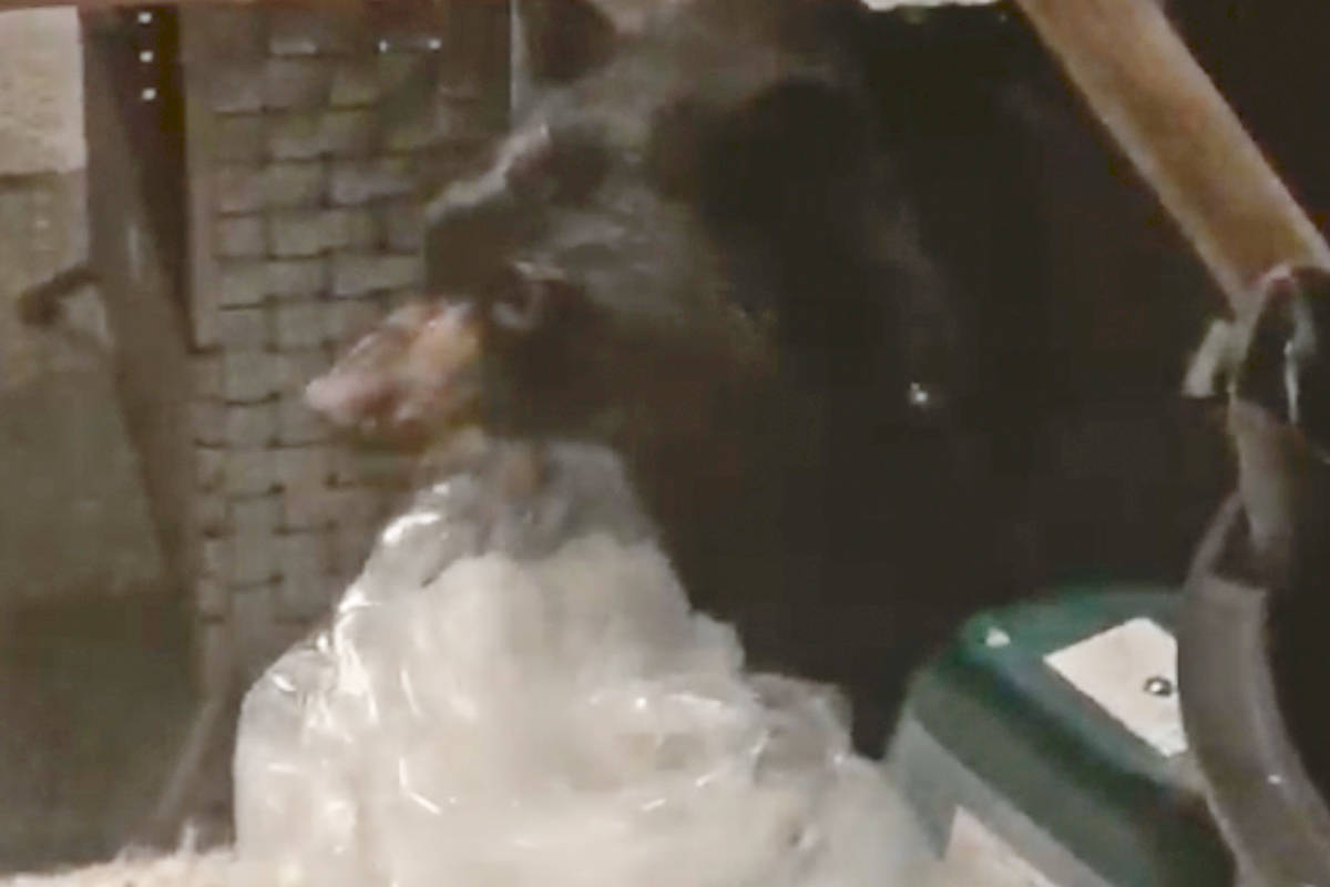 A bear that took refuge on an Anmore patio has now been transported to Critter Care Wildlife Rehabiltiation Centre. (Corinne Robson/Special to the Langley Advance Times)