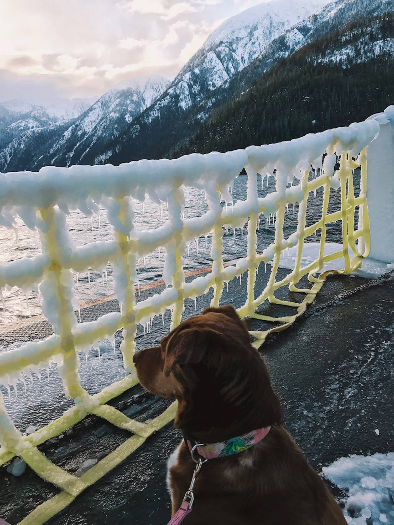 Bobby Sherlock and Jen Thorpe’s dog, Cutie, watches from the deck of the Nimpkish on a BC Ferries trip into Bella Coola on Jan. 12, 2020. (Bobby Sherlock photo)