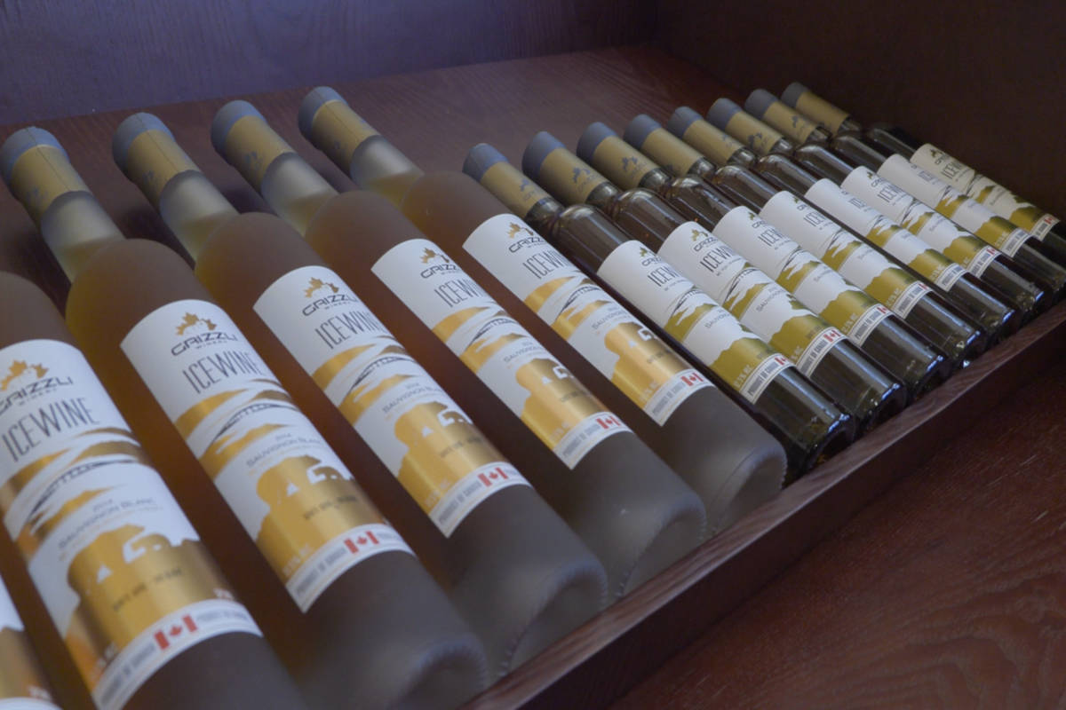 VIDEO: Cold snap brings ideal conditions for Okanagan icewine