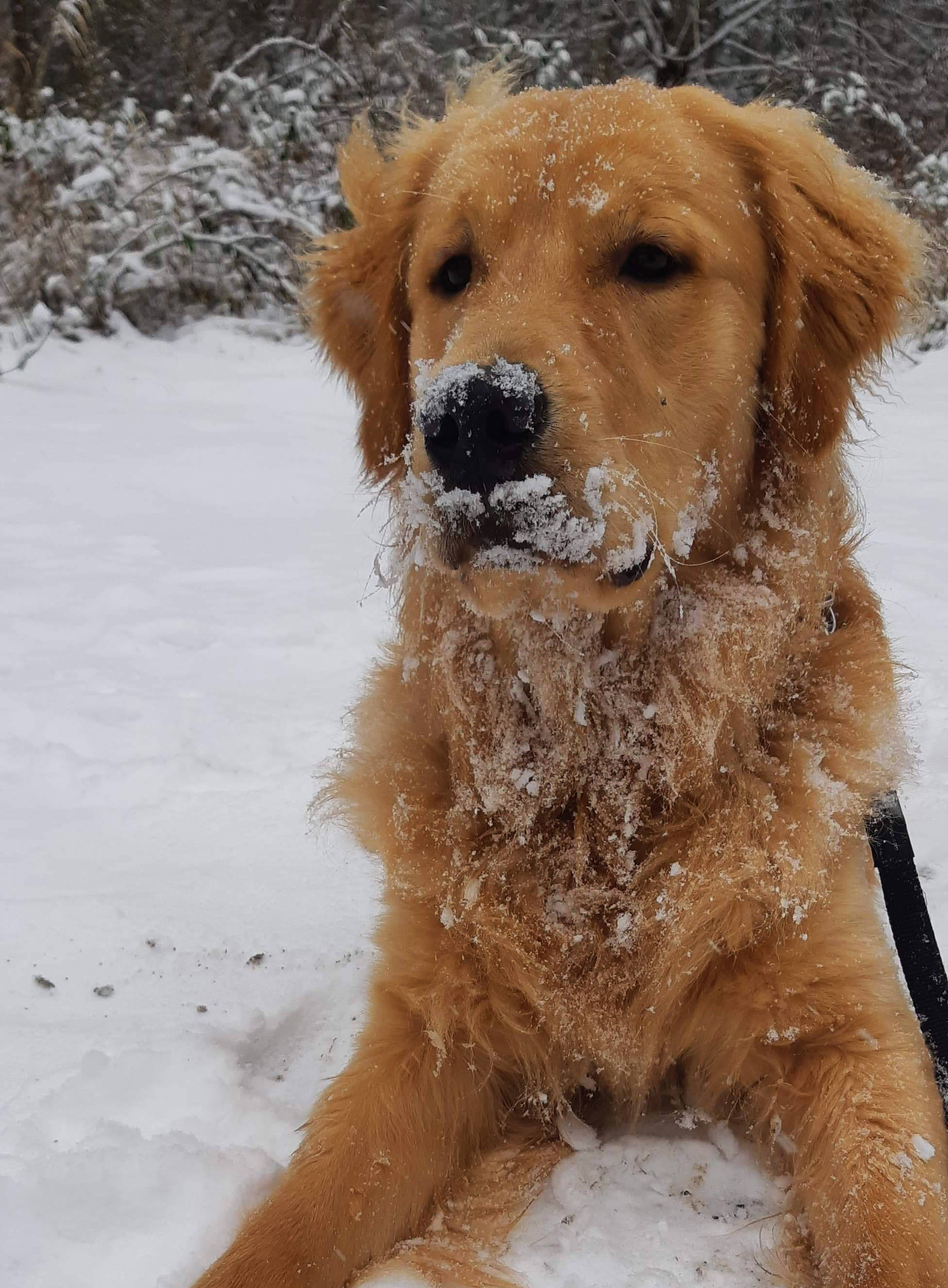 Mercedes Vandenberg’s one-year-old golden retriever, Kenny, definitely enjoyed last weeks’ dump of snow. Photo submitted