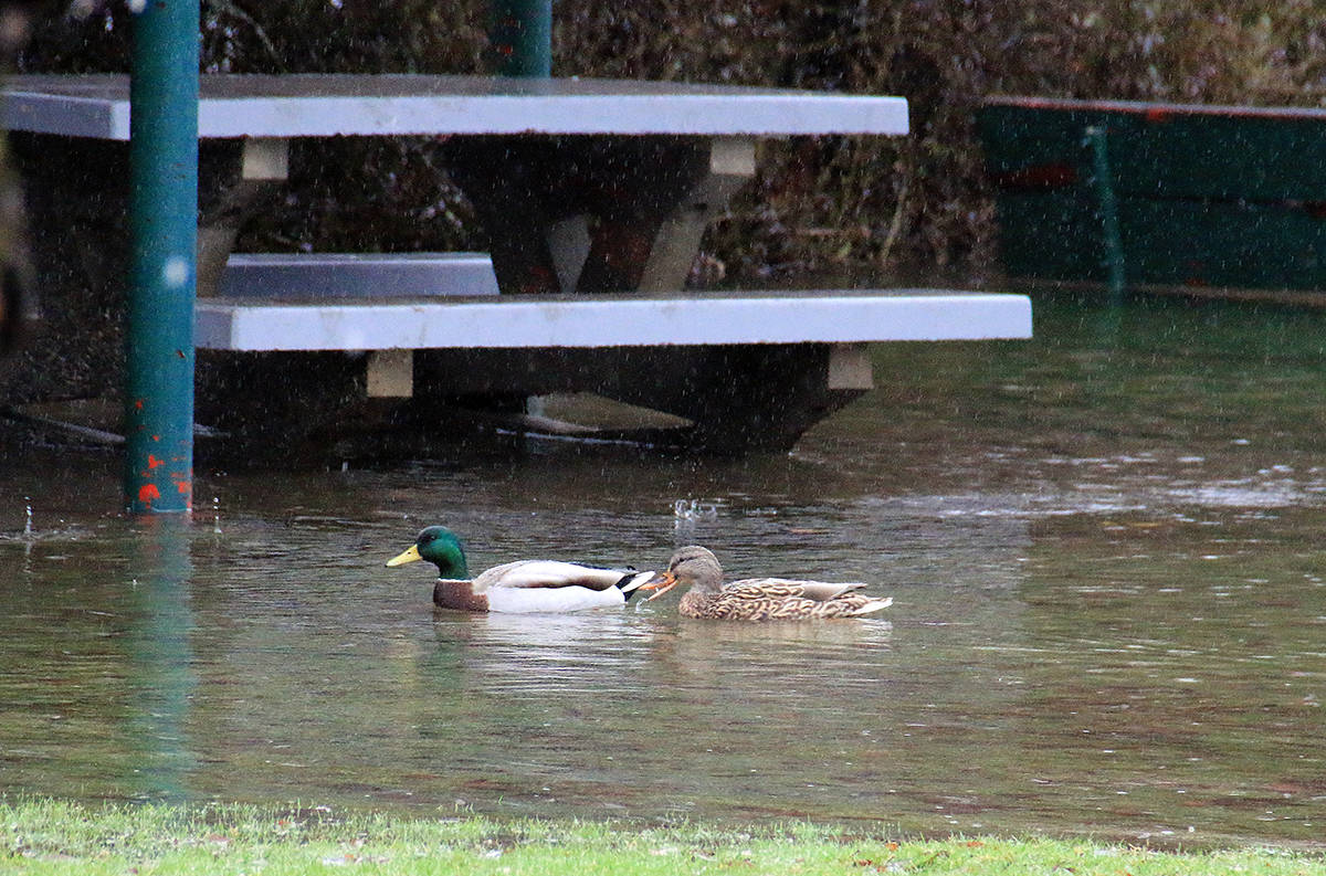 Ducks enjoy a swim by a picnic table as water levels rise. (Citizen file)