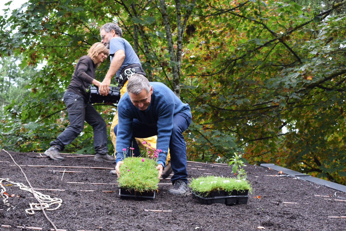 Saanich Mayor Fred Haynes jumped in and got his hands dirty planting while his living roof in September. (Black Press Media file photo)