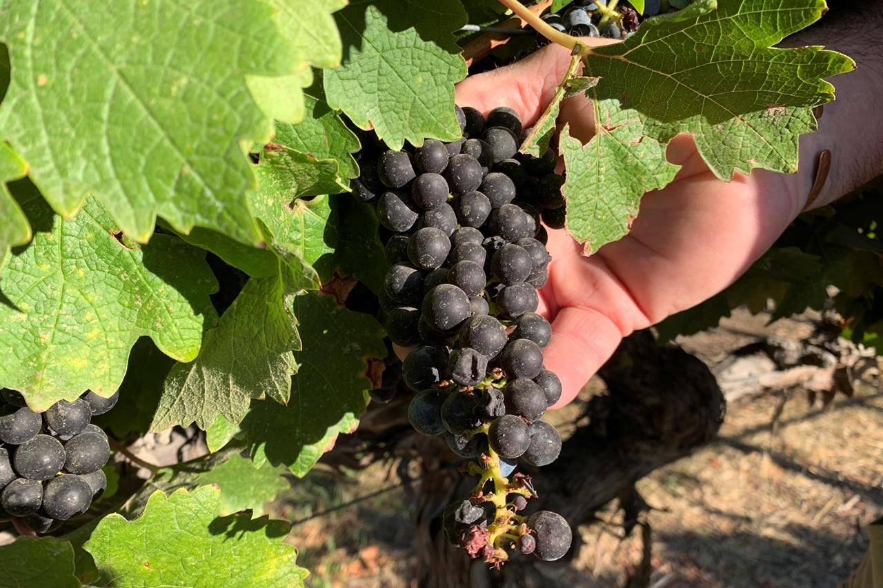 Cabernet Sauvignon wine grapes that are almost ready for harvest are held at Wente Vineyards in Livermore, Calif. in this Oct. 4, 2019 photo. THE CANADIAN PRESS/AP/Terry Chea