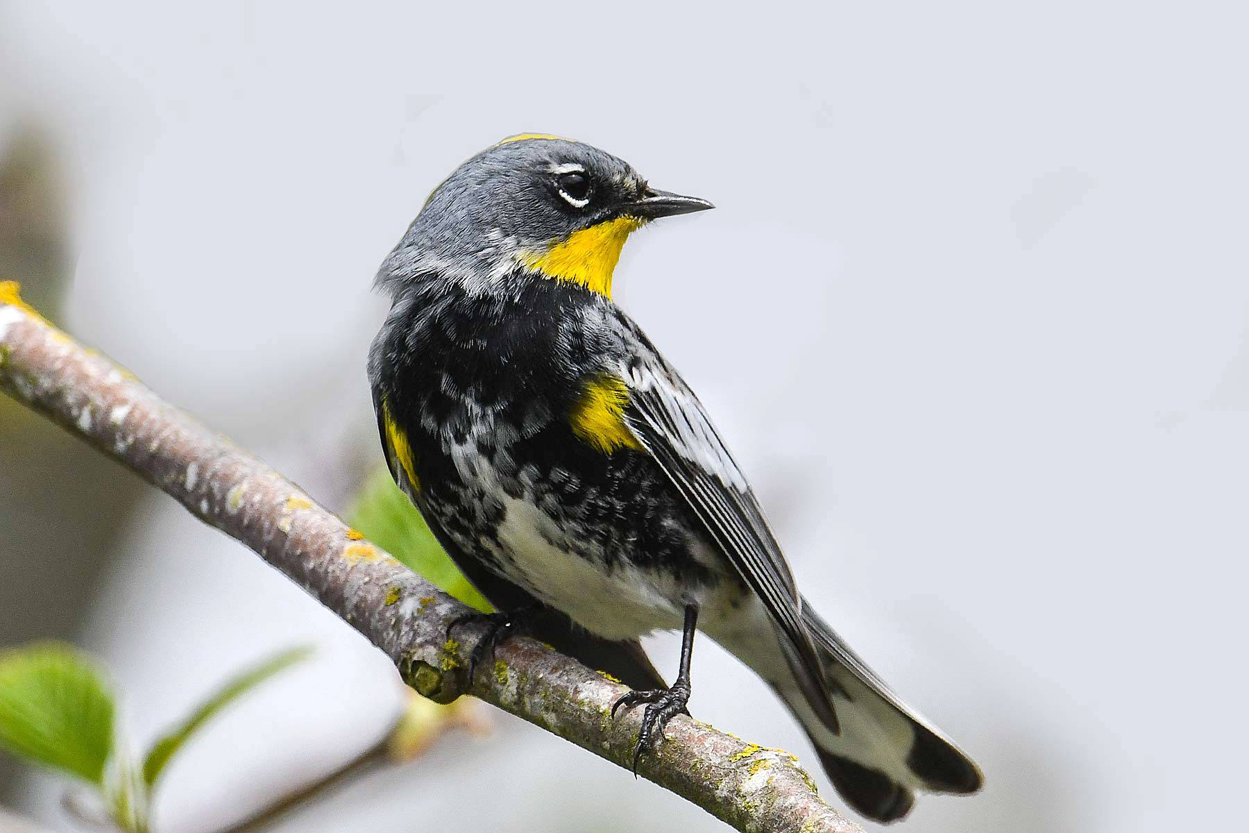 The yellow-rumped warbler tends to arrive on Vancouver Island in early March. (Black Press Media file)