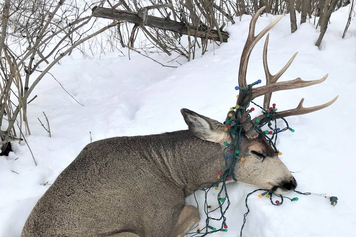 Deer found entangled in lights in Kimberly, B.C. - Image- BC Conservation.