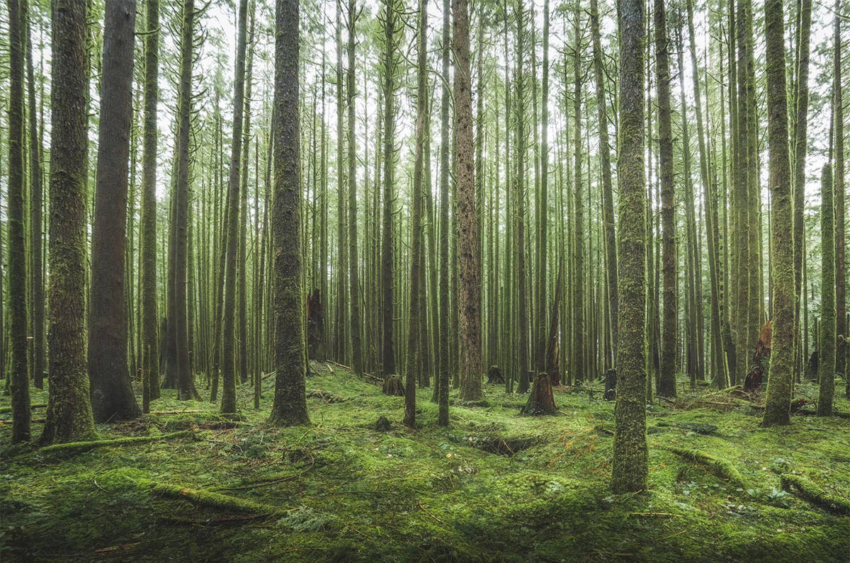 B.C. man invents tree-planting alarm clock