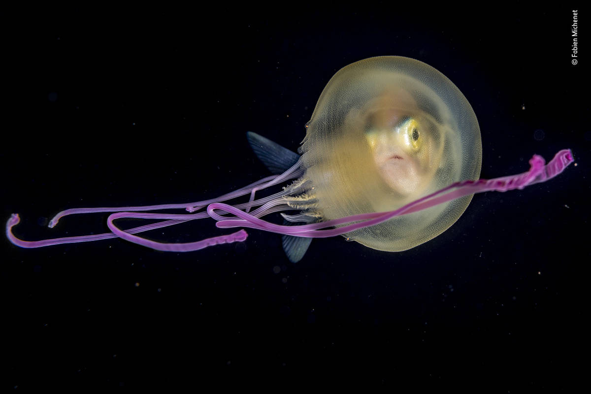 Wildlife Photographer of the Year: Images to warm the heart and shock the viewer