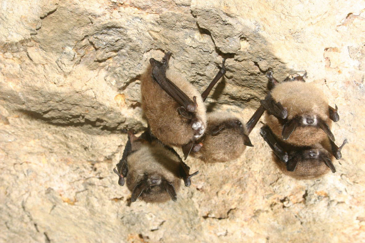 Hibernating little brown bats showing signs of white nose syndrome. (Alan Hicks/New York State Department of Environmental Conservation)