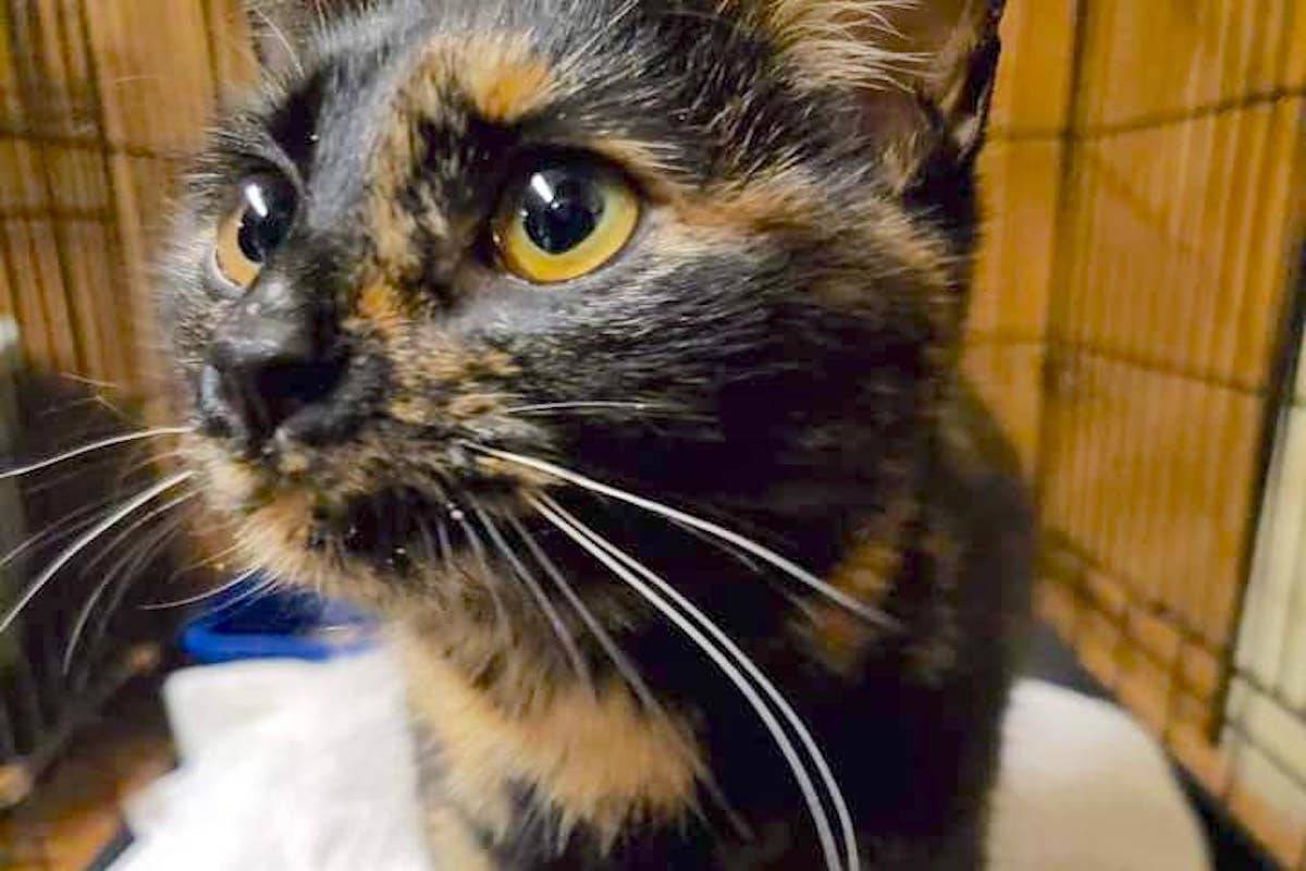 Cat found in 7-Eleven Dumpster in Smithers recovering, after anonymous donation