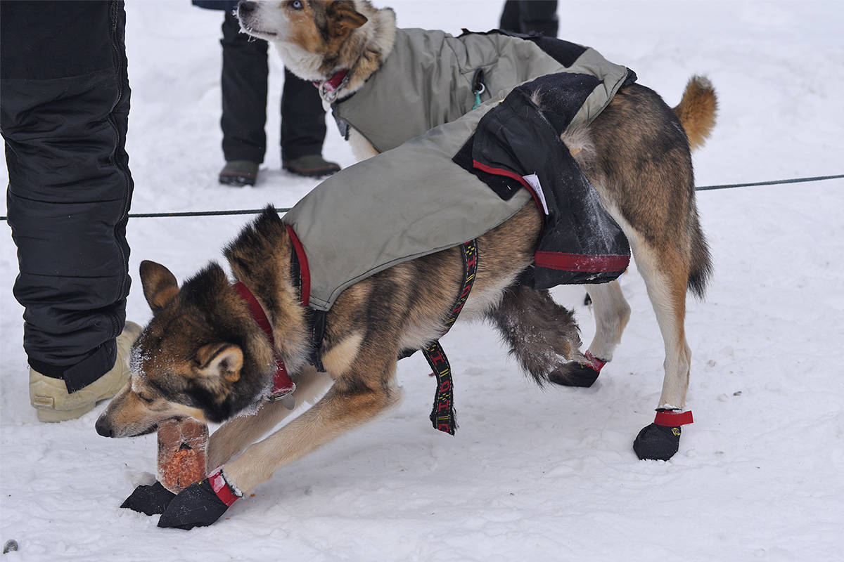 One of Allen Moore’s dogs digs into a snack after reaching the Dawson City checkpoint on Feb. 6 during the Yukon Quest. The dog is wearing a fox tail, a piece of fur worn around a dog’s underbelly to protect its genitals from wind and frostbite. (John Hopkins-Hill/Yukon News)