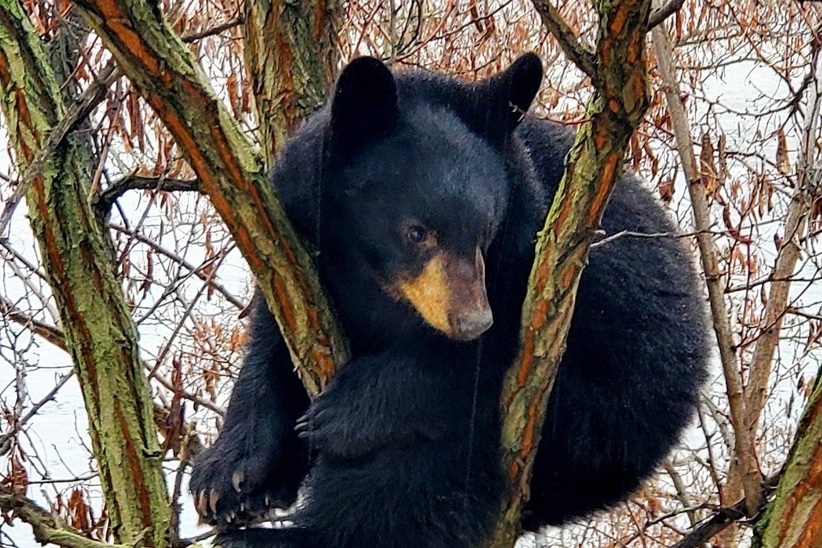 This yearling, now re-located up north, was spotted up a tree in Trail two weeks ago. This was one of many sightings called into BC Conservation the last week of January. (Submitted photo)