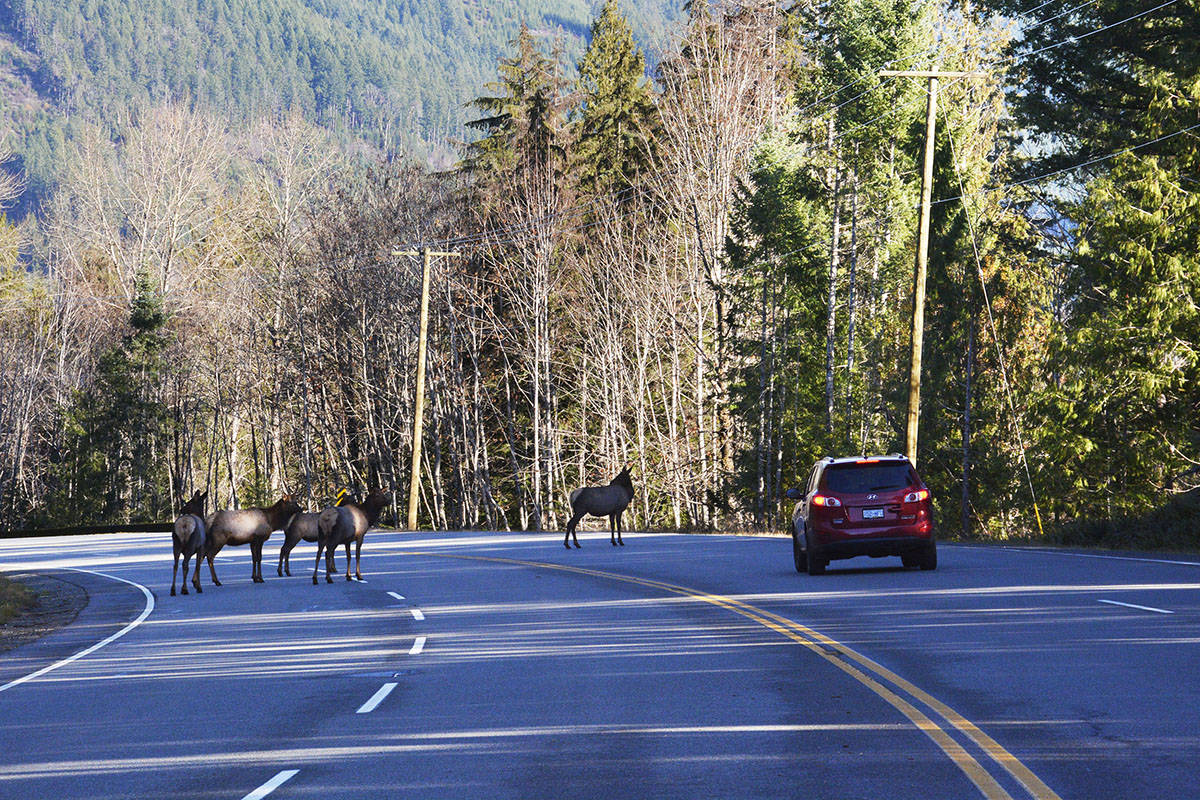 Low light conditions along Highway 18 don’t give motorists much of a chance to avoid collisions with elk. (Malcolm Chalmers photo)