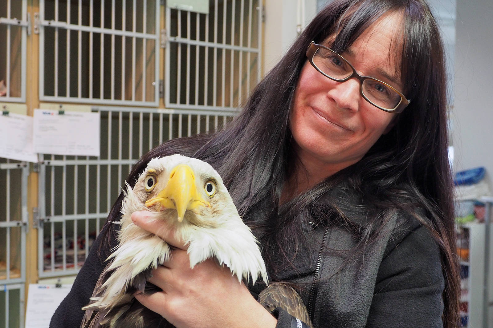 Tina Hein of the Raptor Rescue Society holds an eagle that was rescued after it ate poisoned meat on the weekend. The bird is one of several that were being released from care at Island Veterinary Hospital on Tuesday morning. (Chris Bush/News Bulletin)
