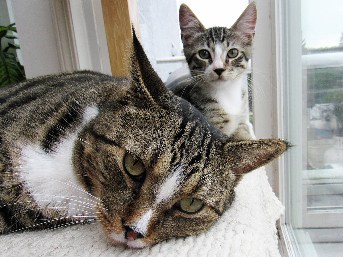 The CatVideoFest returns to Victoria March 13-14. (flickr.com)