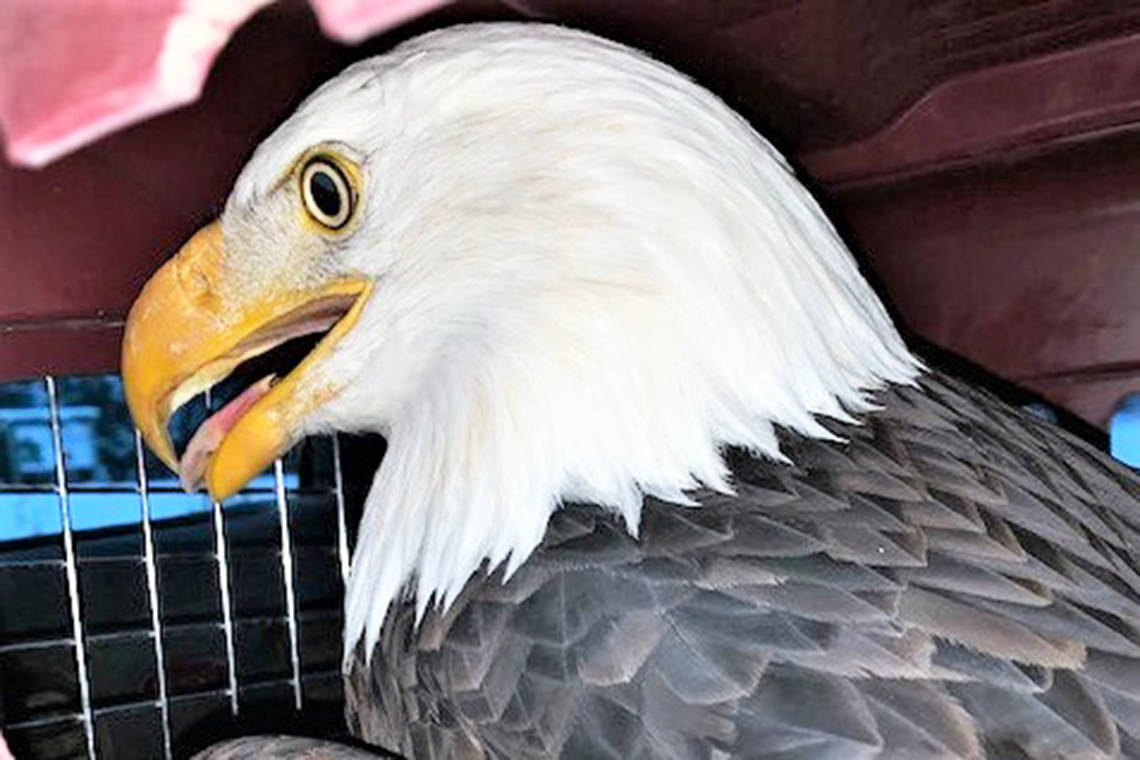 Bald eagle hit by a train in Vanderhoof, taken to the Lower Mainland by BC Conservation Officers. (BCCOS photo)