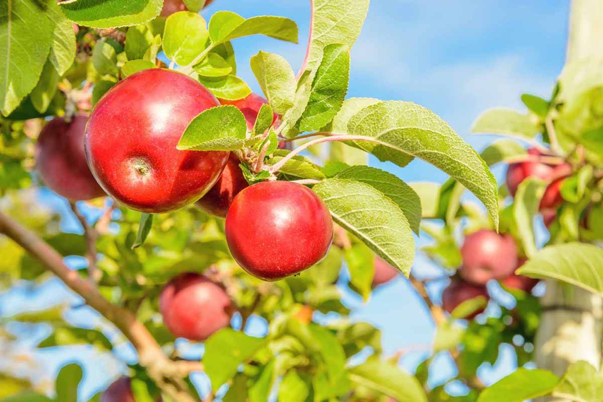 B.C. Tree Fruits Cooperative’s apple exports to Asia have declined due to the coronavirus outbreak. (File photo)