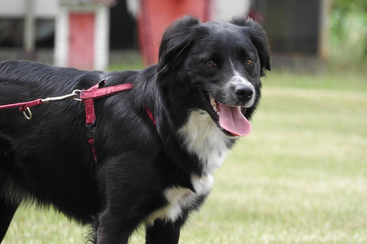 Dogs are required to be on leash in 11 CRD parks. (File - Sooke News Mirror)