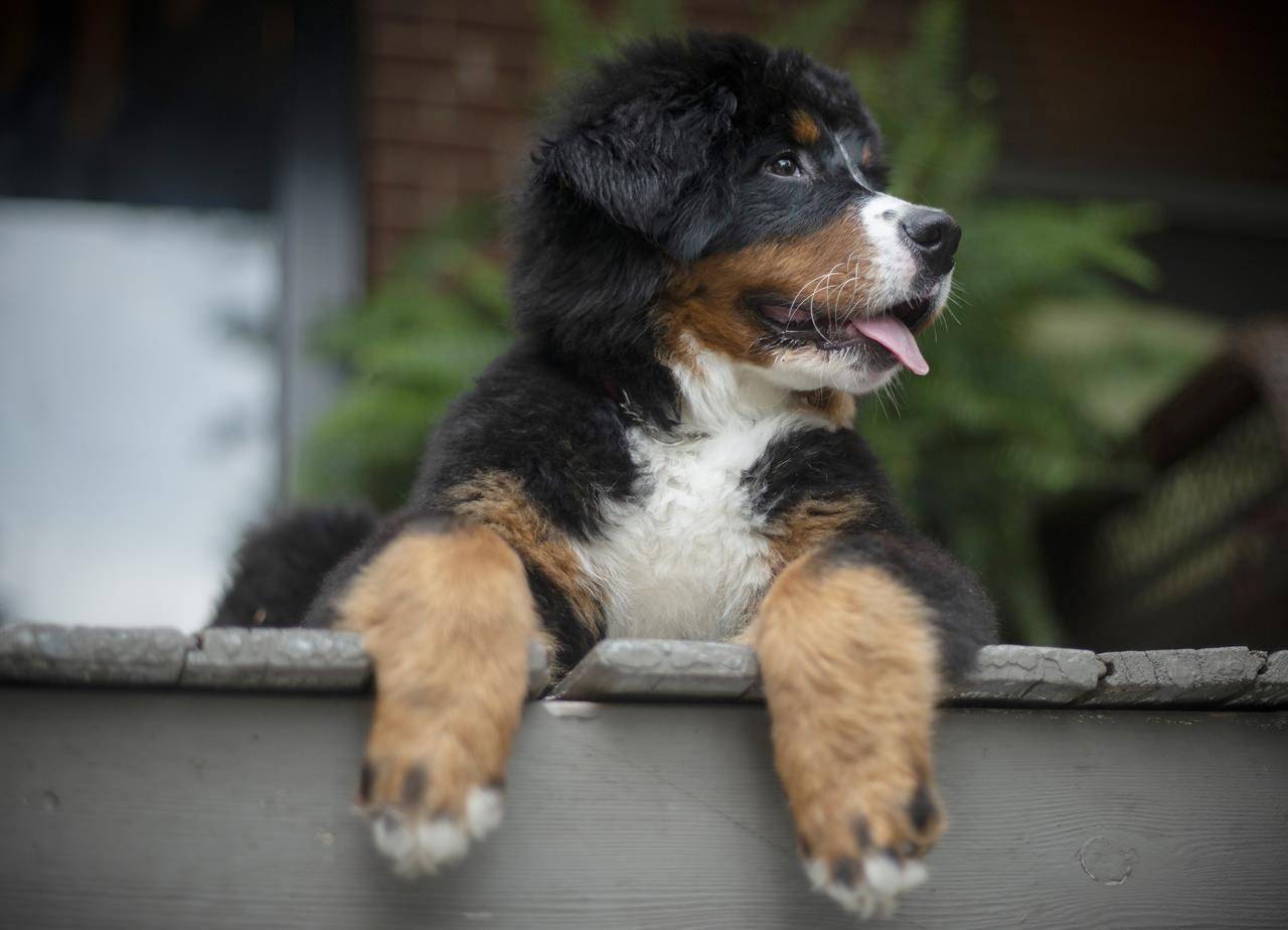 The Hong Kong government says cats and dogs cannot pass the new coronavirus on to humans, but they can test positive for low levels of the pathogen if they catch it from their owners, in a March 13, 2020 story. (Photo by THE CANADIAN PRESS)