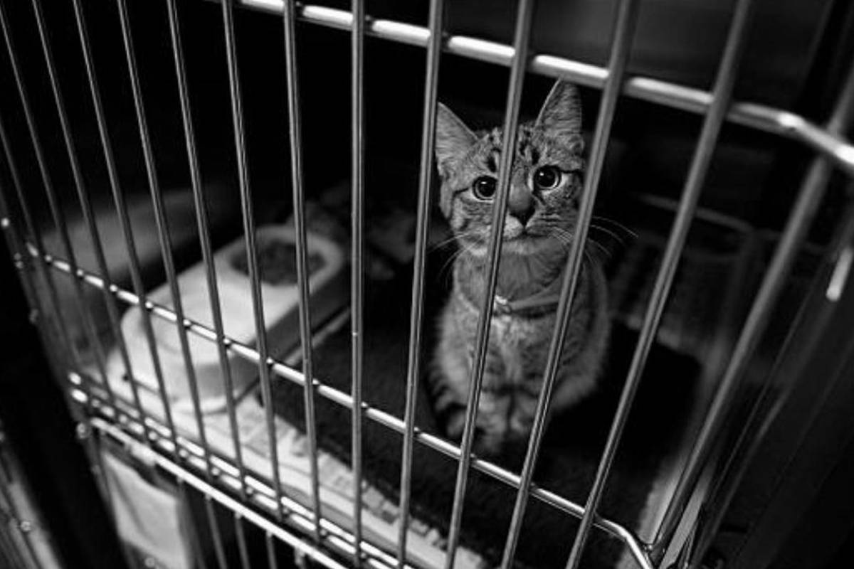 The BC SPCA announces restrictions on public access to shelters efforts to slow the spread of COVID-19 effective Wednesday, March 18, 2020. (Contributed)