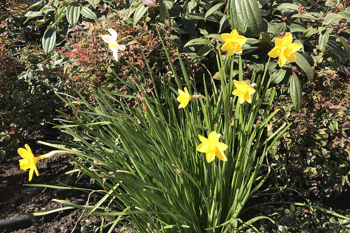 Daffodils have been spotted in many areas in Greater Victoria, one of the signs spring is upon us. (Kendra Crighton/News Staff)