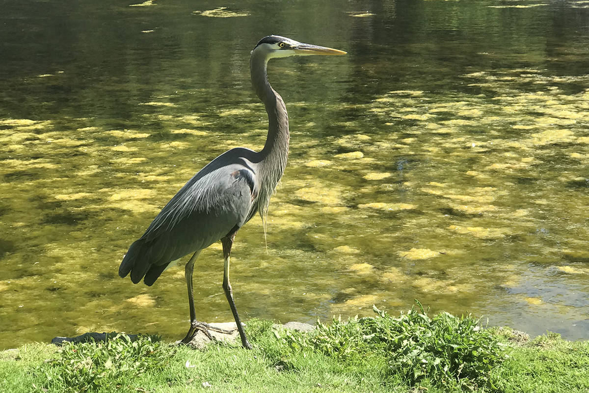 A blue heron sits on the shore of Good Acre Lake in Beacon Hill Park. (Kendra Crighton/News Staff)