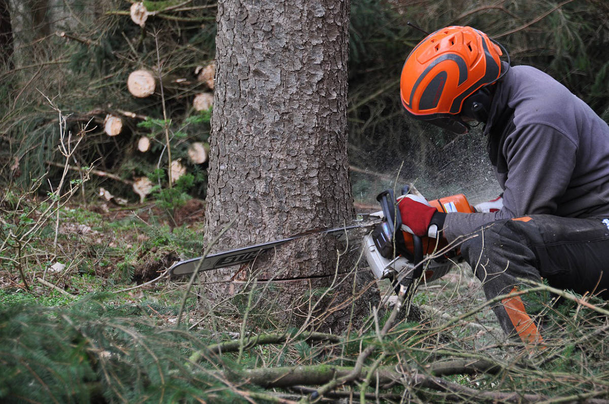 Interfor has announced curtailments in all the regions where they have forestry operations. (Black Press file photo)