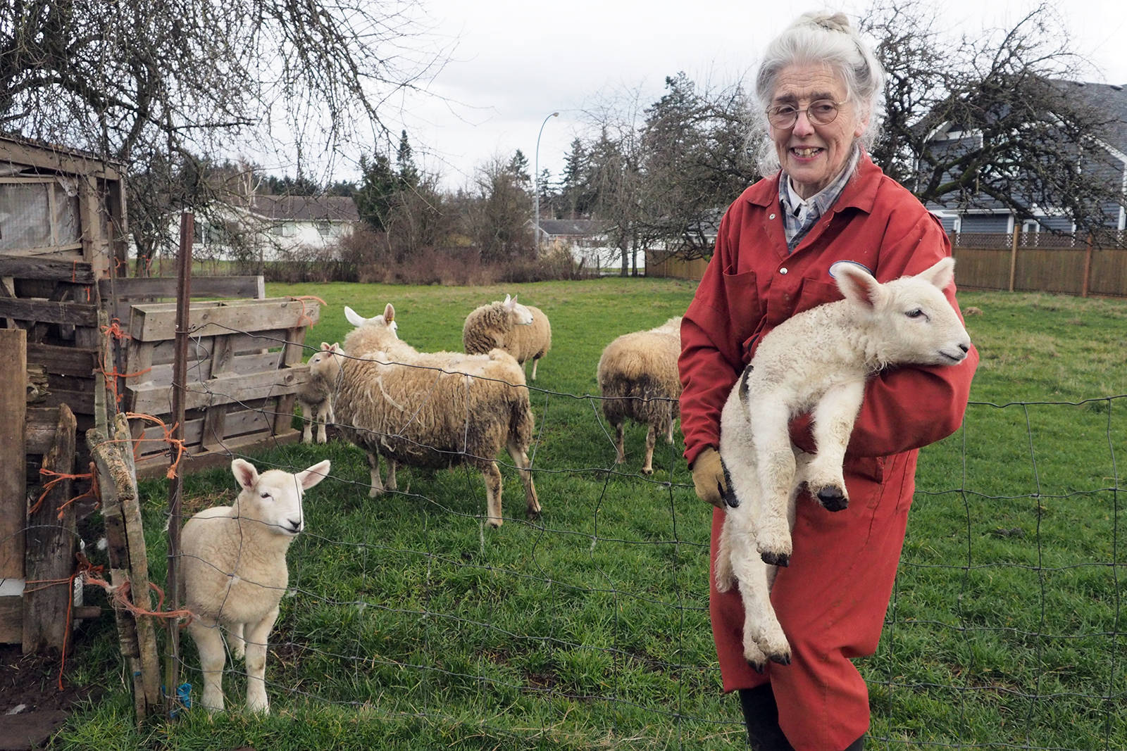Deborah Wytinck, who raises sheep on her pasture at Boxwood Road and Fern Road, is trying to get dog owners to stop throwing plastic bags containing their dogs’ poop over her fence. Parasites in dog feces that make their way into the grass could infect the sheep and sicken the animals. (Chris Bush/News Bulletin)