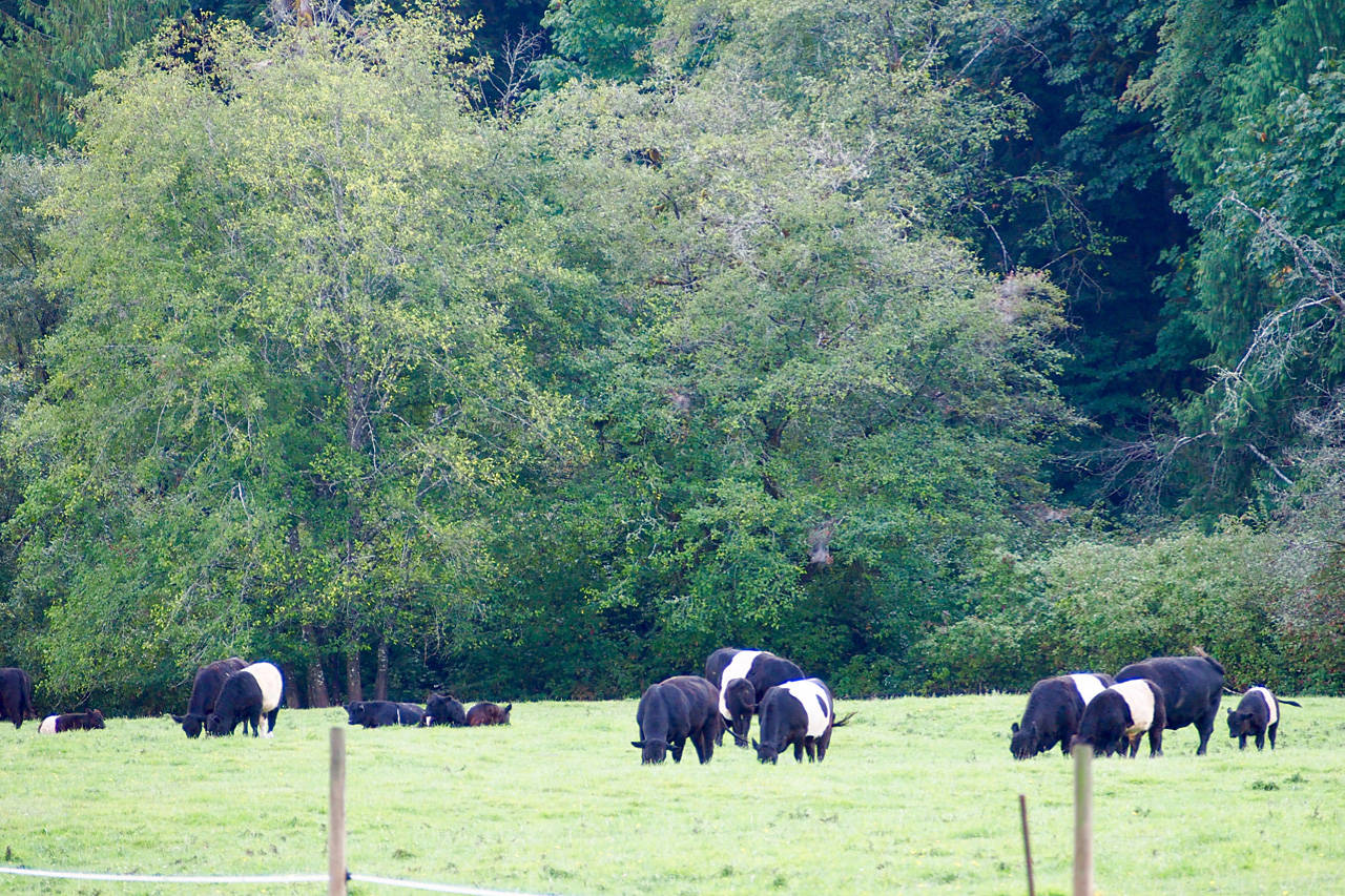 Cattle graze in a field at Arrowvale Farm and Campground on Hector Road near Port Alberni, B.C. (MIKE YOUDS/ Special to the News)
