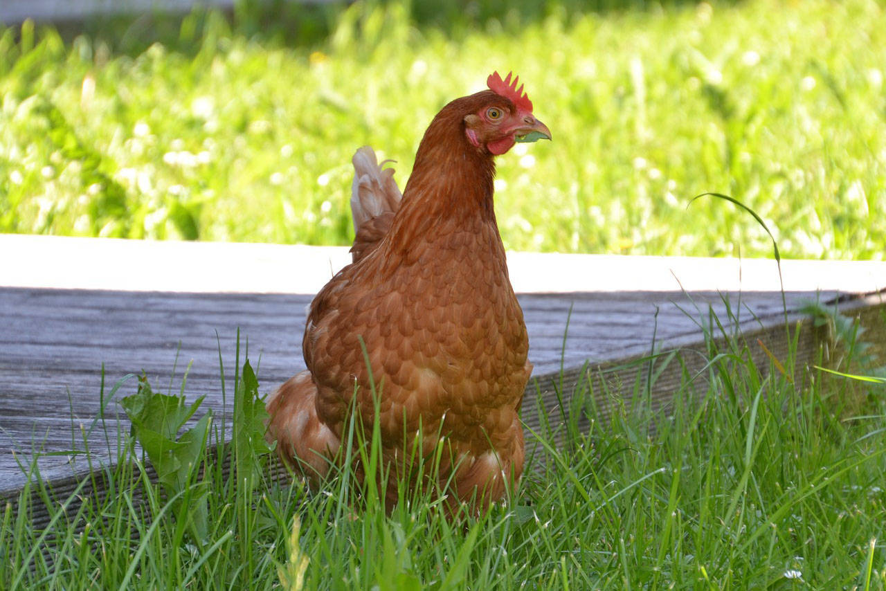 The most interesting new term debuting at number 86 on the list is chickens. (Black Press Media file photo)