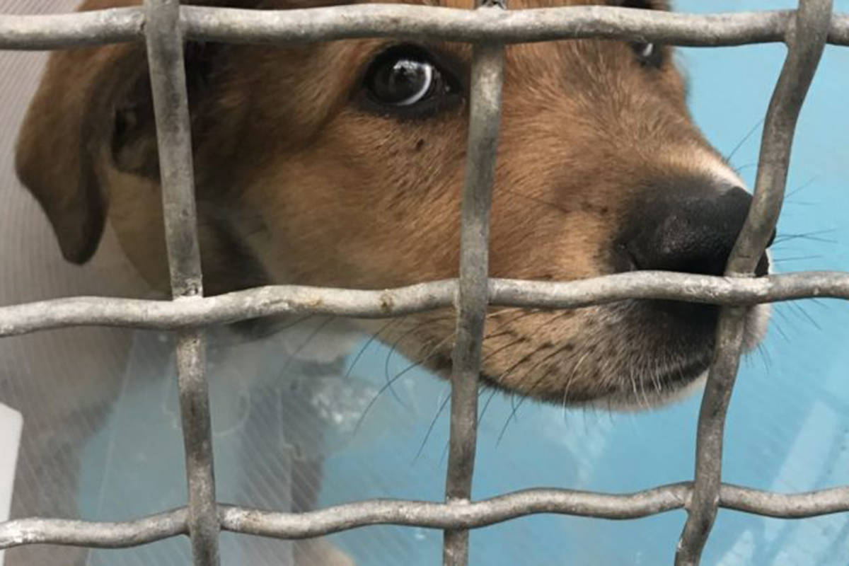 A puppy in a cage wearing a cone. (BC SPCA photo)