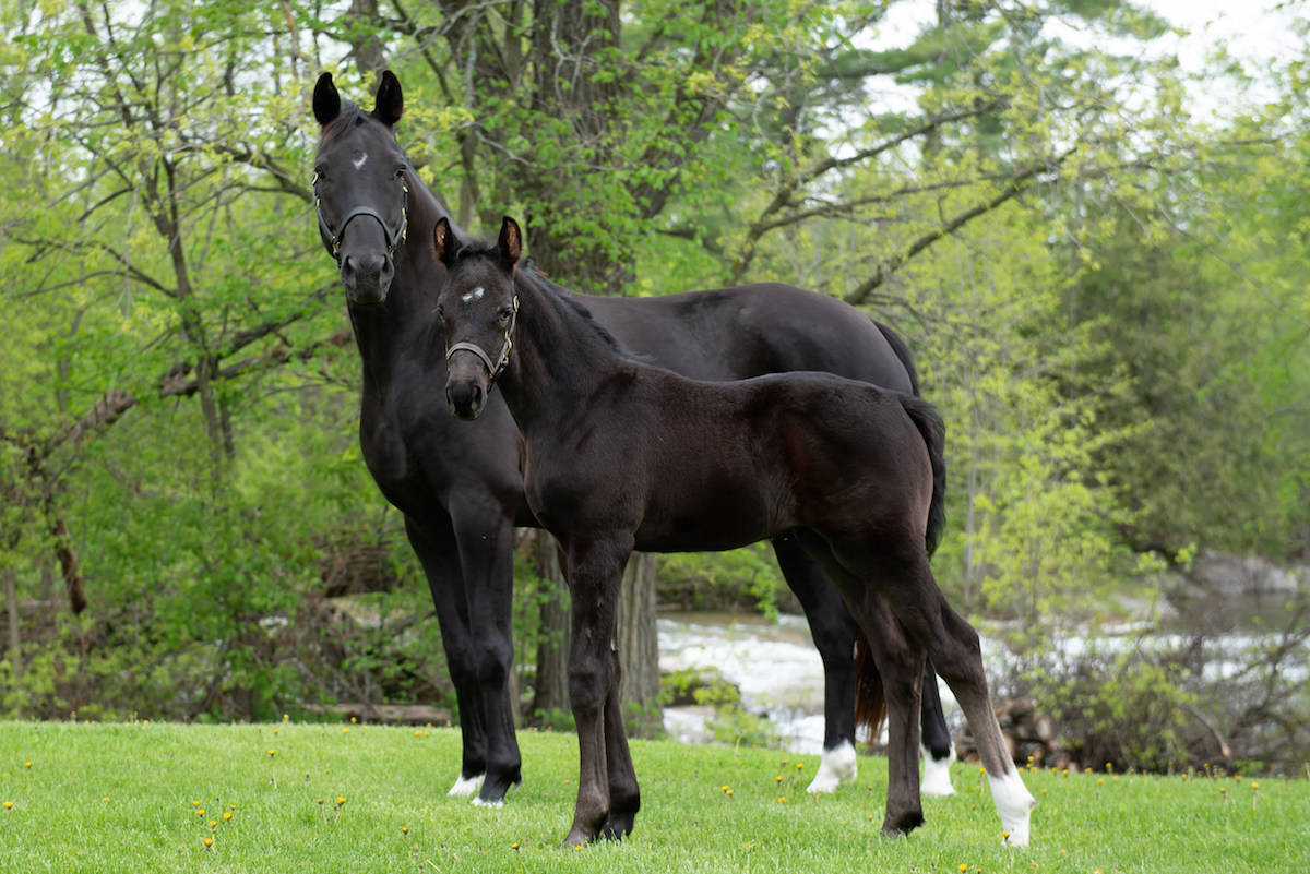 Meet Roméo — one of the eight foals named from the Name the Foal contest in 2019. (CNW Group/Royal Canadian Mounted Police)