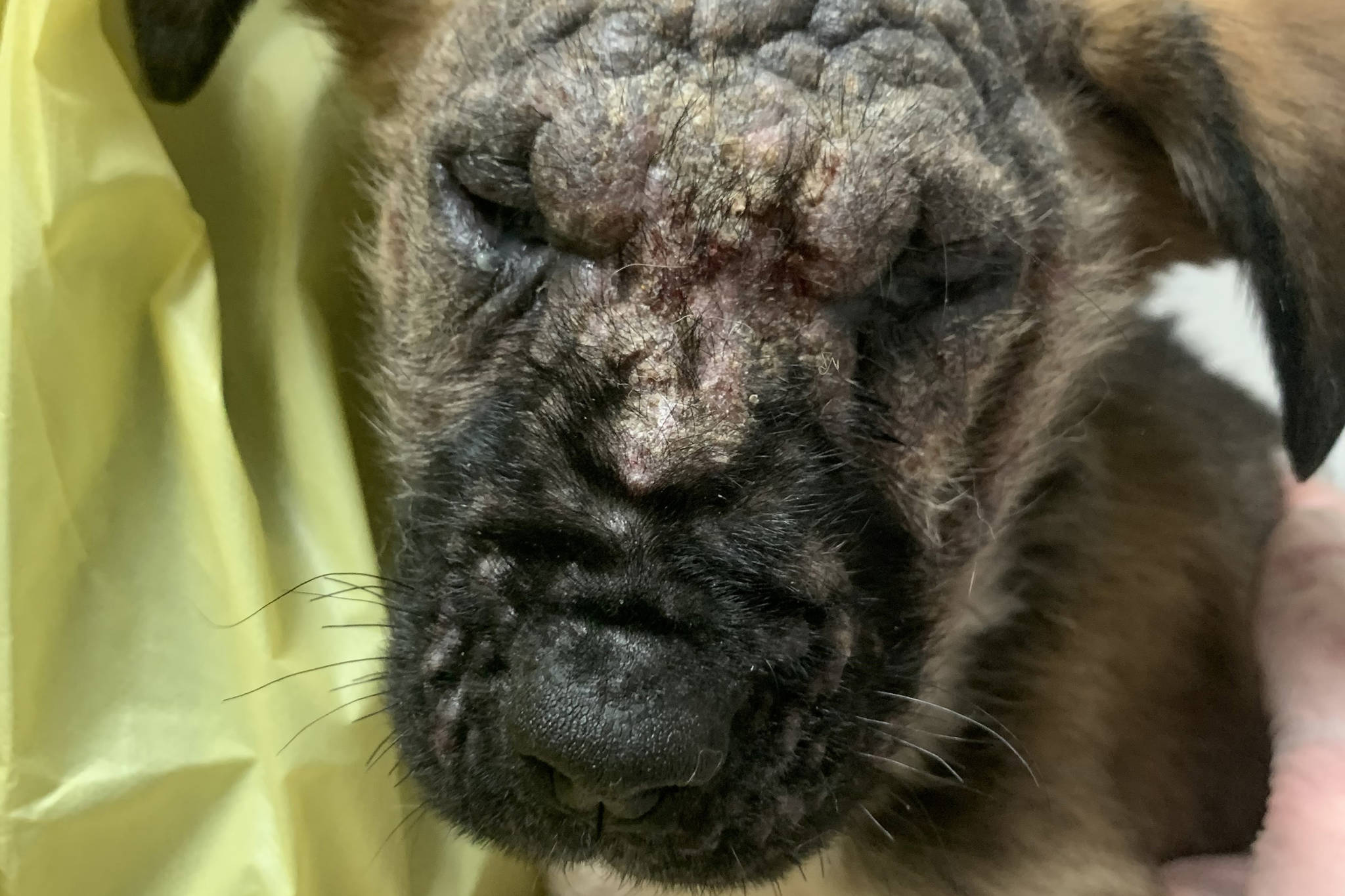 The BC SPCA is hoping animal lovers will rally to help six eight-week-old German shepherd puppies who were found abandoned in a remote area near Port Alberni. (SUBMITTED PHOTO)