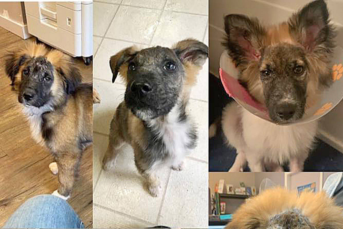 The Alberni-Clayoquot branch of the BC SPCA has posted updated photos of the German shepherd puppies left abandoned in a remote area near Port Alberni. The puppies are recovering from surgery with foster families. (FACEBOOK PHOTO)