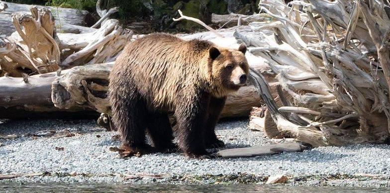 Mali the young grizzly bear was relocated to a new natural habitat in a joint effort by First Nations and conservation officers. (Suzie Hall, Grizzly Bear Foundation/ Facebook)