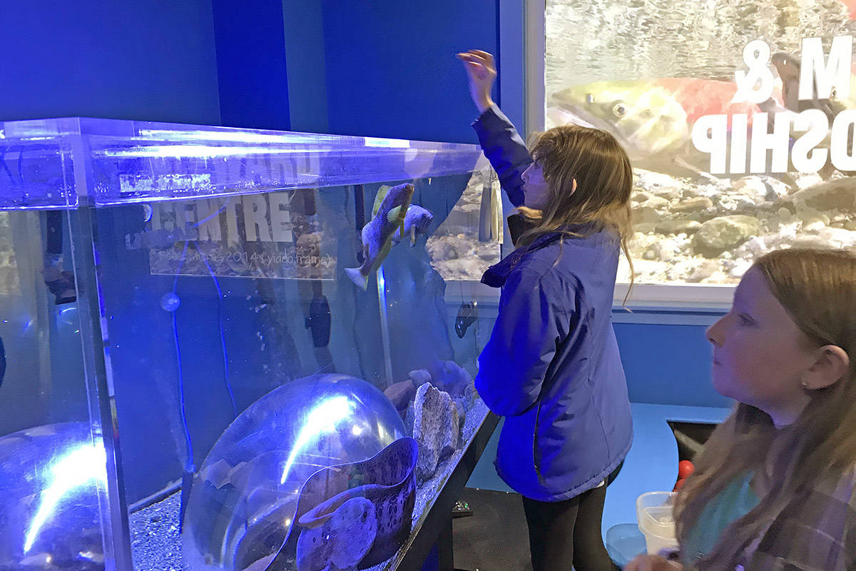Sisters Julie and Farley Brack, both junior scientists with the Alberni Aquarium and Stewardship Centre, feed Simone the wolf eel and other fish in her tank during one of their volunteer sessions in February 2020. (SUSAN QUINN/ Alberni Valley News)