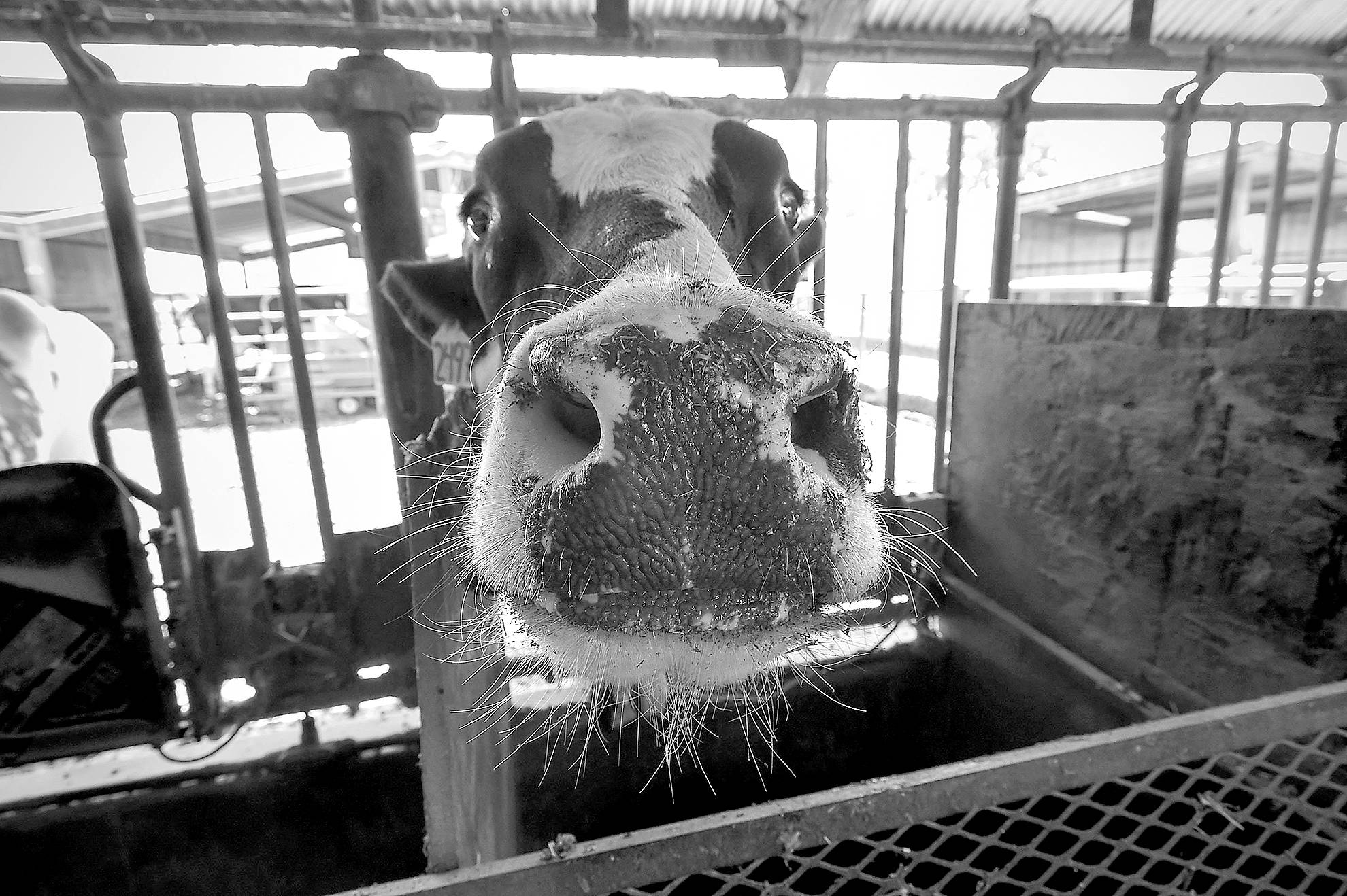 A dairy cow chews a mouthful of cattle feed with seaweed at the UC Davis Dairy Teaching and Research Facility in Davis, Calif., on Thursday. (Randall Benton/Sacramento Bee)