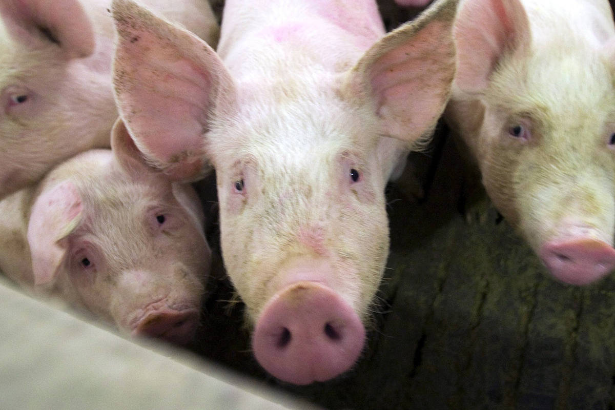 Feds to buy up surplus from Canadian agrifood producers as part of $252M investment